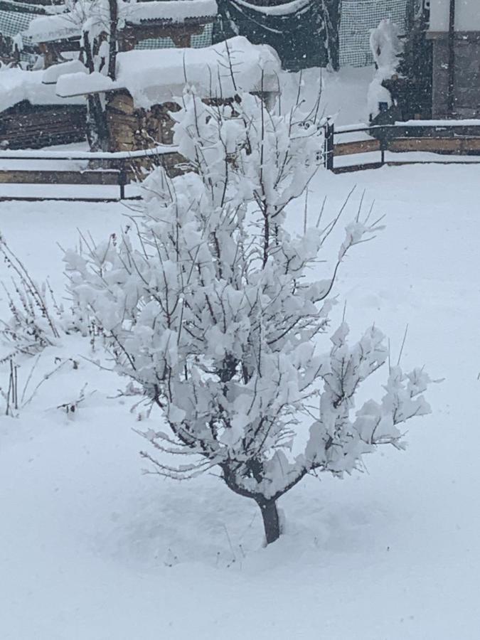 Casa Soia Lägenhet Falcade Exteriör bild